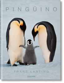 Pingüino - 